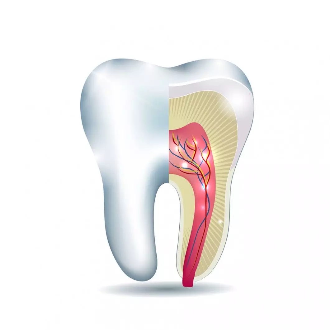 endodoncia-anatomia-diente